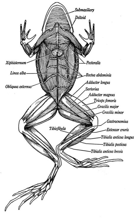 Ventral View Of Muscles In A Frog - Anatomy Diagram