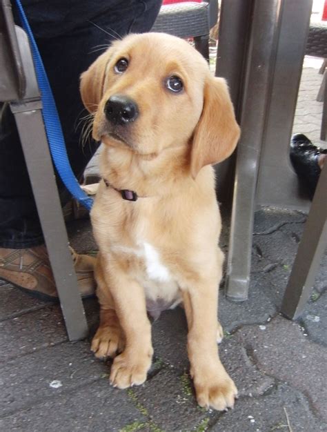 Golden Retriever/Labrador Retriever Mix - I think this baby should come home to me. Yep. I ...