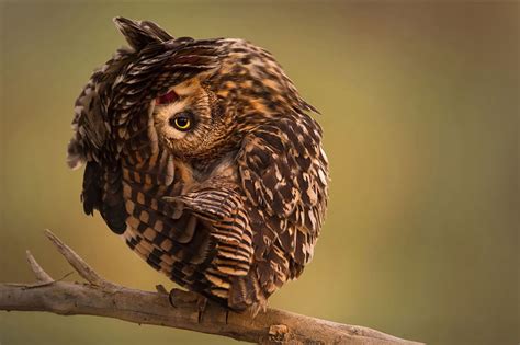 25+ Majestic Owls Caught On Camera | Bored Panda