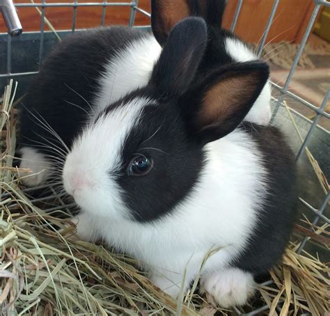 Three week old Dutch rabbit sisters, Breeze and Dotti | Fluffy animals ...