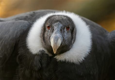 How an Andean Condor poo reveals a 2200-year record of diet and nest ...