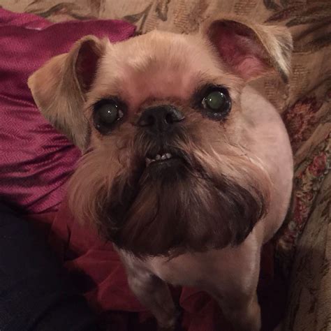 When you're smiling the whole world smiles with you! Lola got her summer haircut and has been ...