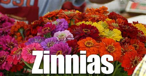 Zinnia Flowers: A Plant With Many Uses and Abuses