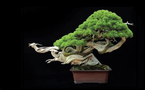 Bonsai Tree Wallpapers - Top Free Bonsai Tree Backgrounds - WallpaperAccess