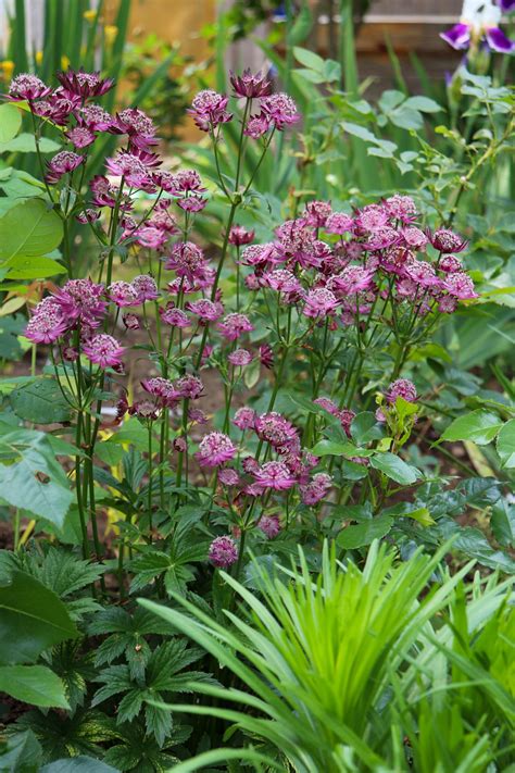 Astrantia Major Venice | DutchGrown™