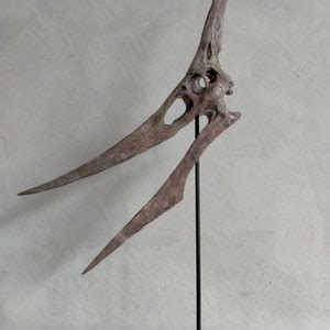 NEW, 40CM, Pterosaur / Pteranodon Skeleton Model WCYL-2020 - Etsy