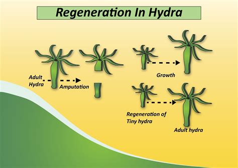 Explain the term ‘regeneration’ as used in reproduction in organisms. Describe briefly how ...