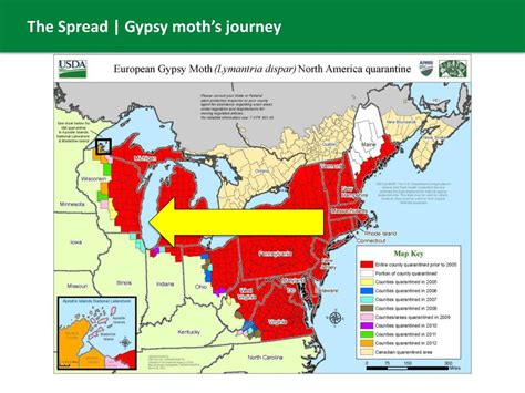 PPT - YOUR MOVE GYPSY MOTH FREE .COM PowerPoint Presentation, free download - ID:1008969