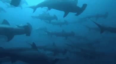 Shark Fish GIF - Shark Fish Hammerhead Shark - Descubrir y compartir GIFs
