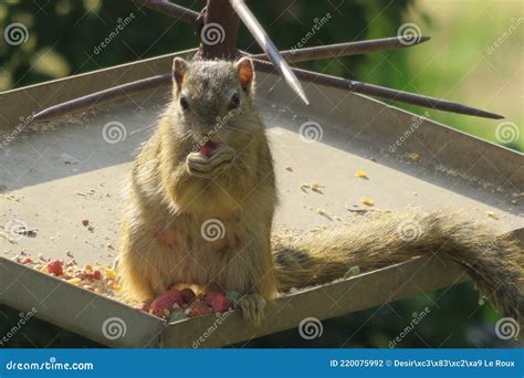 Closeup of a Yellow Squirrel Eating Bird Seed in a Garden Stock Photo - Image of spiked ...