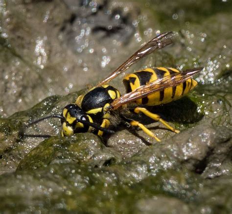 Know your wasps — Atlas of Life