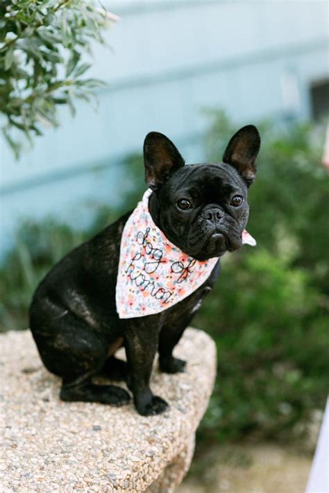 DIY Wedding Dog Bandana — Entertain the Idea