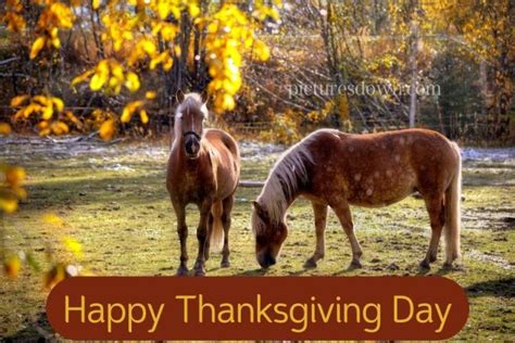 Beautiful horse thanksgiving pictures outdoors free download