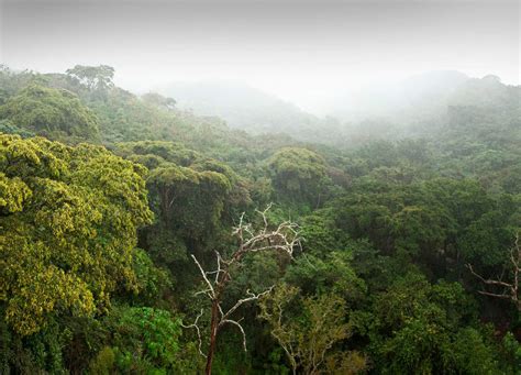 African Rainforest Trees