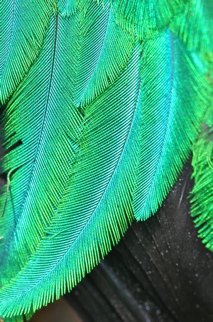 Quetzal Feather Macro | Flickr - Photo Sharing!