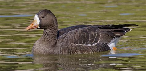 Greater White-fronted Goose | San Diego Bird Spot