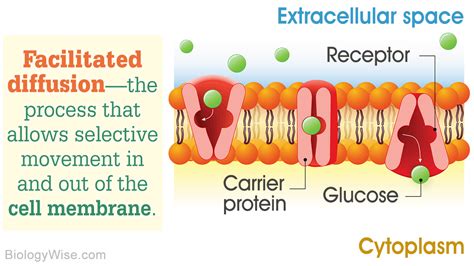 What is Facilitated Diffusion? - Biology Wise