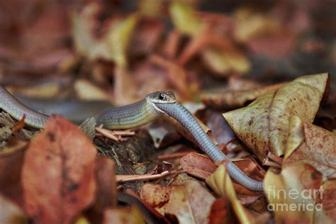 Racer Snake Eating Garden Snake Photograph by Ron Sanford - Fine Art ...