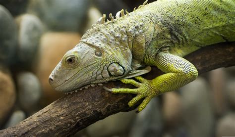 Cuidados de la iguana como mascota