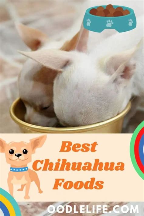 Best Dog Food For Chihuahua - OodleLife®