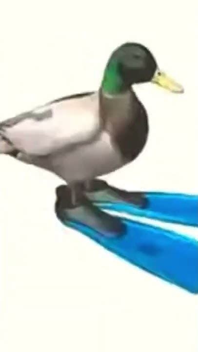 Spinning Duck Meme - YouTube