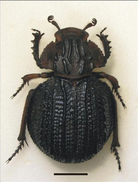 Flightless Carcass Beetles | Western Australian Museum