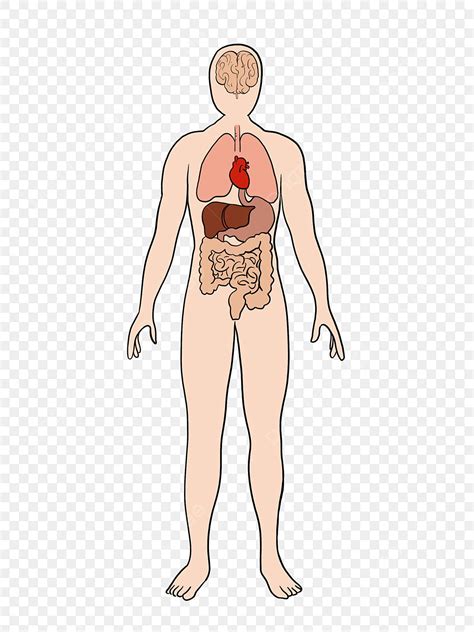 Buďte opatrní 鍔 obchádzka human body clipart bielizeň účtovníctva námornej