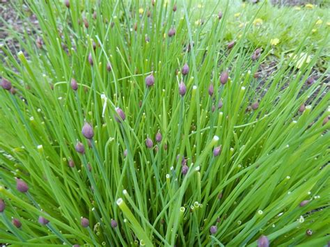 Chives: Plant Care and Collection of Varieties - Garden.org