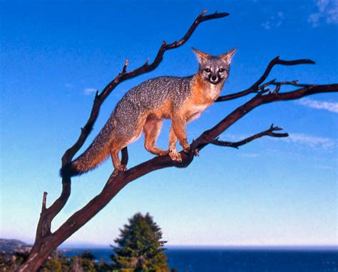 Gray Fox climbing tree – Mendonoma Sightings