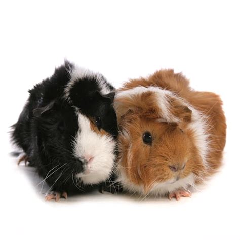 Guinea Pigs for Sale | Petco