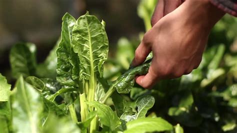 Harvesting Spinach Stock Footage Video 10221794 - Shutterstock