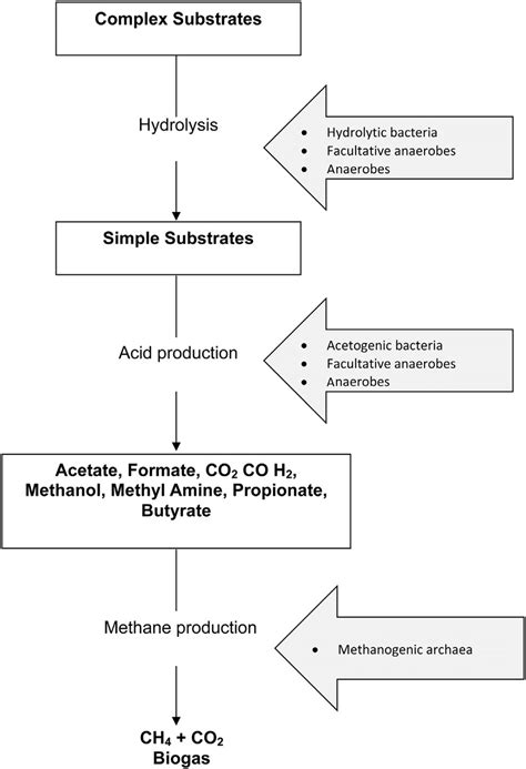 e Stages of anaerobic digestion (modified from Ref. [29]). | Download Scientific Diagram