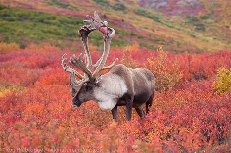 Bull Caribou | Denali National Park, Alaska. | Photos by Ron Niebrugge