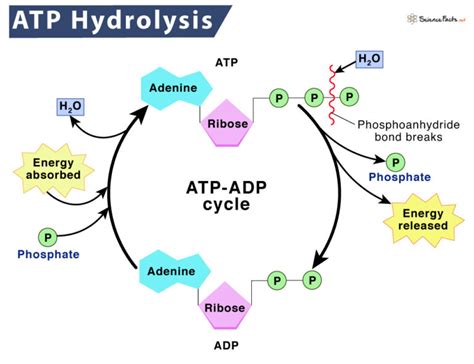 Adenosine Triphosphate (ATP) – Definition, Structure, & Diagram