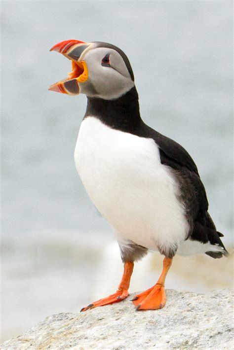 Call all Puffins by Barbara / 500px