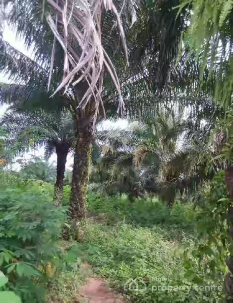 For Sale: Urgent Sale Of Farmland With Palm Trees , Ejigbo, Osun | Nigeria Property Centre (Ref ...