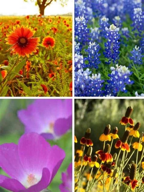 Top 10 Texas Wildflowers - Native Backyards