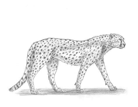 Cheetah | animalstodraw