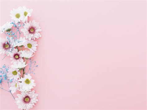 Flowers of Pink Backgrounds | Flowers, Pink Templates | Free PPT Grounds