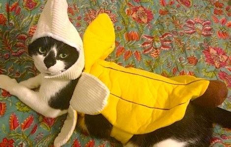 Top 25 Cat Halloween Costumes - Cat Fancast