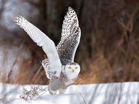 Snowy Owl Nesting (Complete Guide) | Birdfact