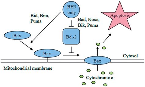 Comparison of the direct and indirect model of Bax and Bak activation.... | Download Scientific ...