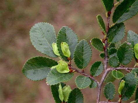 Ulmus parvifolia – Nurseries Caroliniana