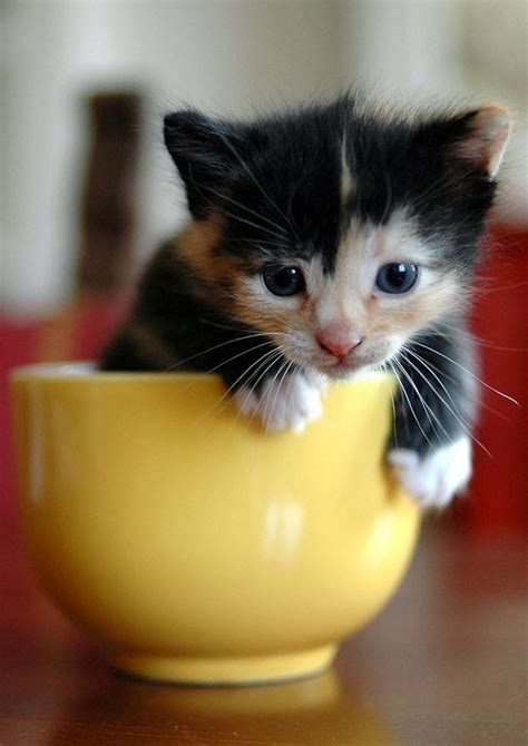 Everything You Ever Wanted to Know About Teacup Cats