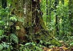 Flora - Tropical rainforest