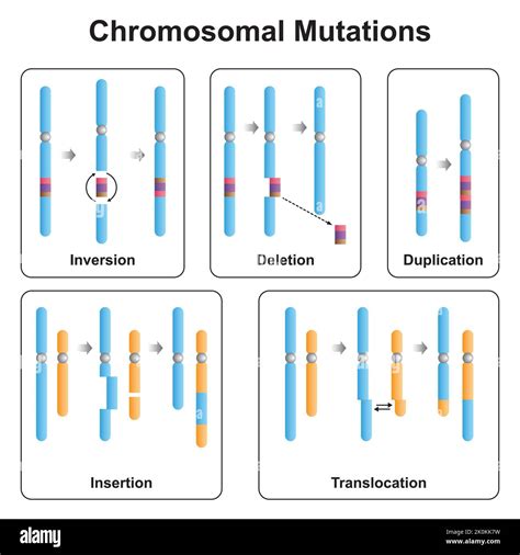 Scientific Designing of Chromosomal Mutations Types. Inversion, Deletion, Duplication, Insertion ...