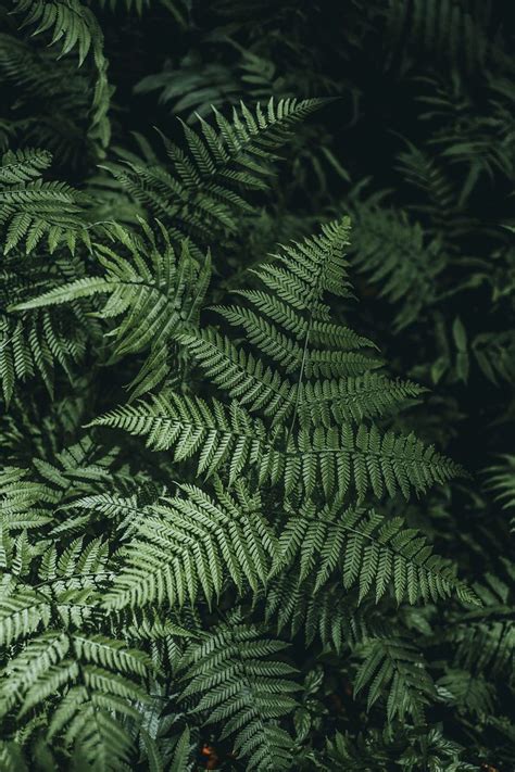 Fern Leaves | Background for photography, Phone wallpaper, Wallpaper images hd