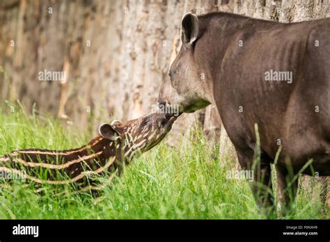 Baby of the endangered South American tapir (Tapirus terrestris), also called Brazilian tapir or ...