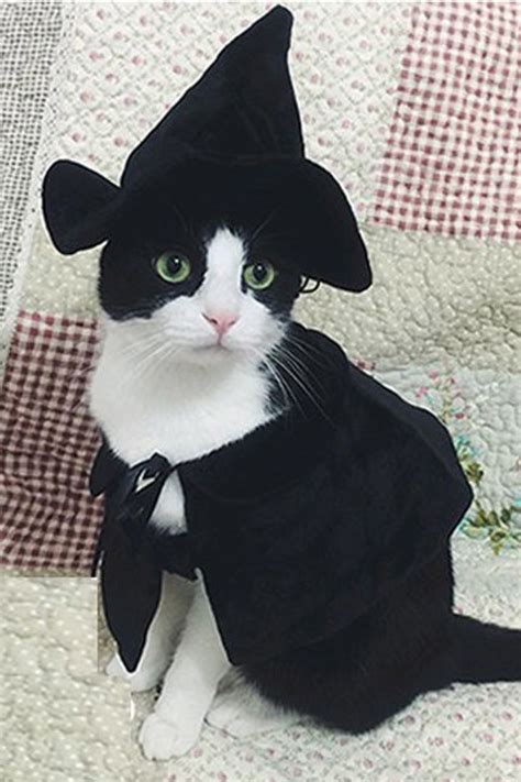 30 Pet Cat Halloween Costumes 2017 - Cute Ideas for Cat Costumes