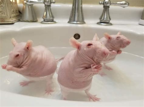 PsBattle: Three hairless rats in the tub. | Pet rats, Cute rats, Funny rats